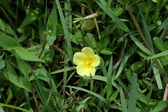 Ludwigia adscendens
